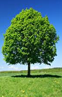 Environmental Consideration